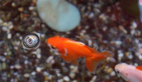 金魚水溫太高|金魚多少度水溫生長最好，用什麼水養好